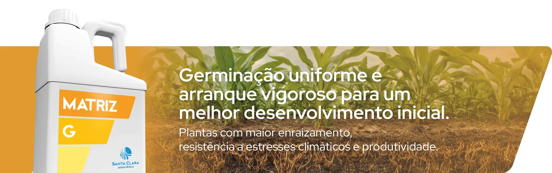 Culturas - Milho